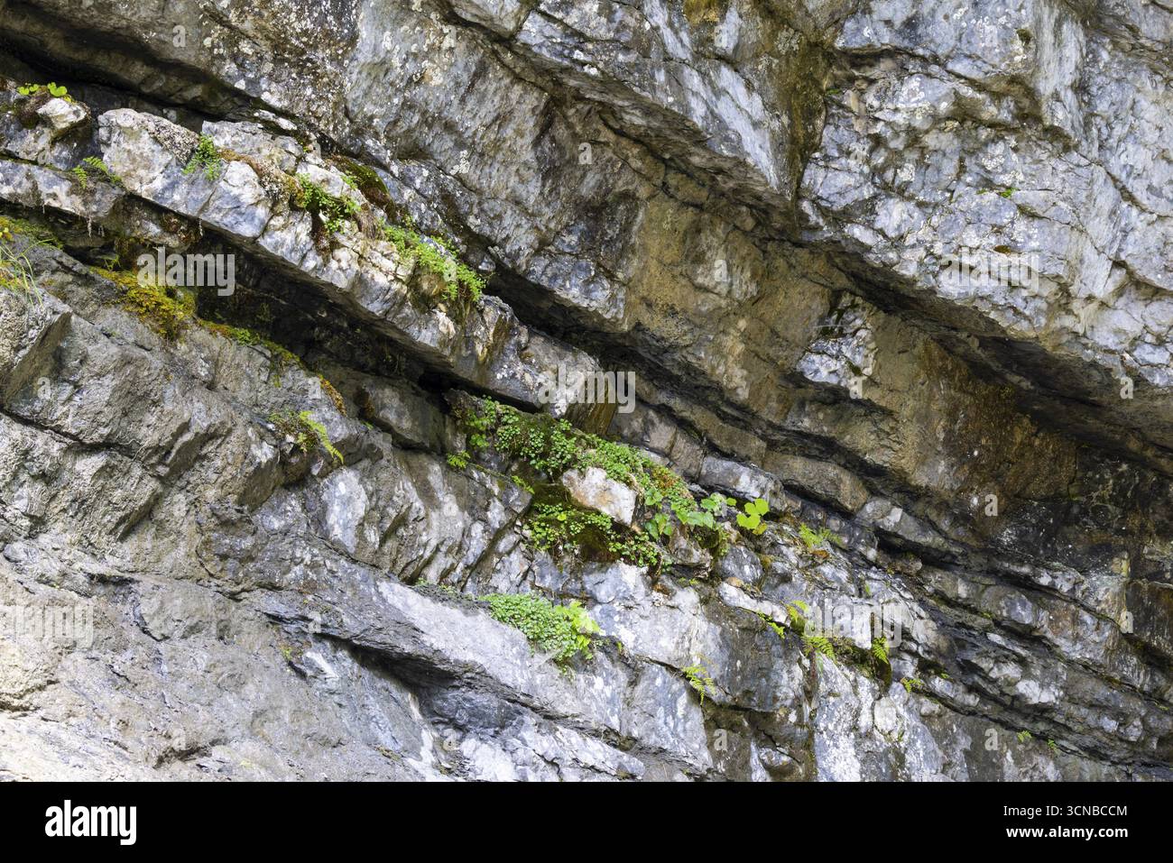 Strati di calcare, Schrattenkalk, Breitachklamm, Oberstdorf, Allgaeu Alps, Baviera, Germania Foto Stock