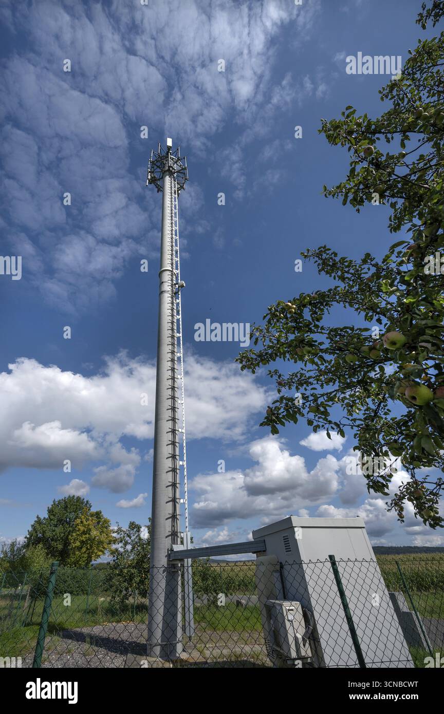 Albero di trasmissione, sulla destra un melo (Malus) con frutta, Eckental, Franconia media, Baviera, Germania Foto Stock