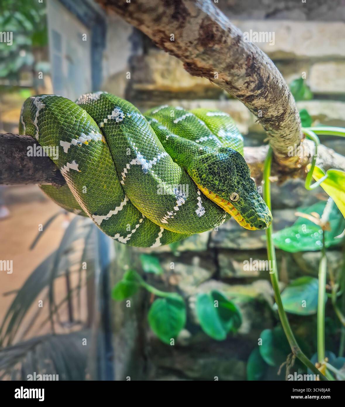 Emerald Tree Boa ha arrotolato la posizione su un ramo. Serpente verde brillante con scale bianche a forma di fulmine sul retro e occhi gialli impressionanti. Cor Foto Stock