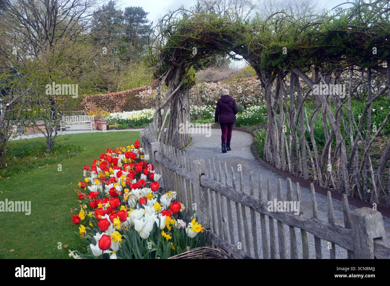 Woman Walking on Path attraverso Willow Arch presso RHS Garden Harlow Carr, Harrogate, Inghilterra, Regno Unito. Foto Stock
