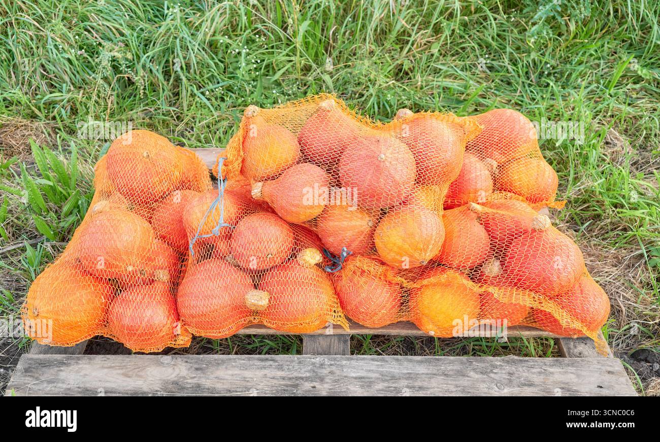 Zucche Hokkaido confezionate in un sacchetto in mesh, selettive. Foto Stock