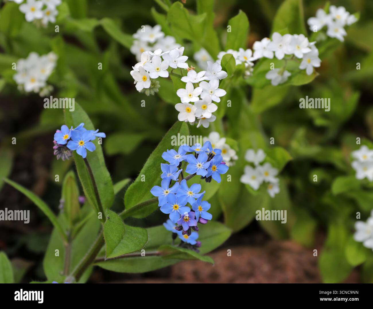 Field Forget-me-not, Myosotis arvensis, Boraginaceae. REGNO UNITO. Variante blu (normale) e bianca. Foto Stock