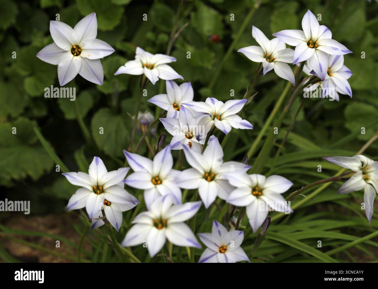 Springstar o Spring Starflower, Ipheion uniflorum, Amaryllidaceae (precedentemente Alliaceae). Argentina e Uruguay, Sud America. Triteleia uniflora. Foto Stock