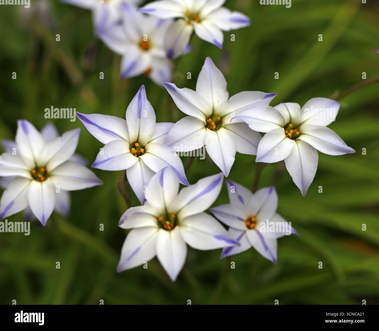 Springstar o Spring Starflower, Ipheion uniflorum, Amaryllidaceae (precedentemente Alliaceae). Argentina e Uruguay, Sud America. Triteleia uniflora. Foto Stock