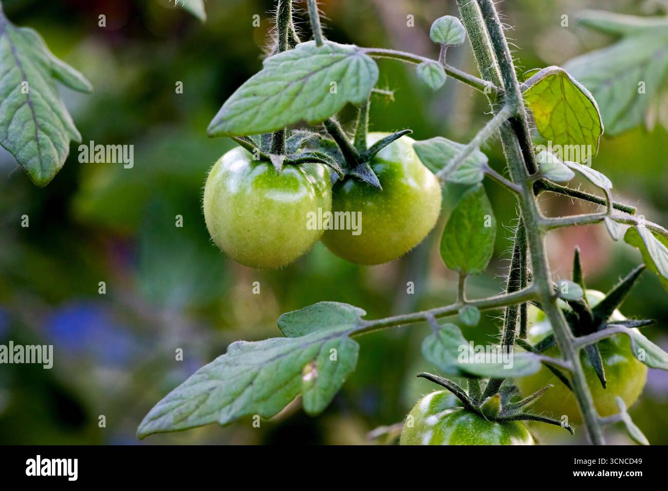 Piante biologiche di pomodoro fresco che crescono nel giardino Foto Stock