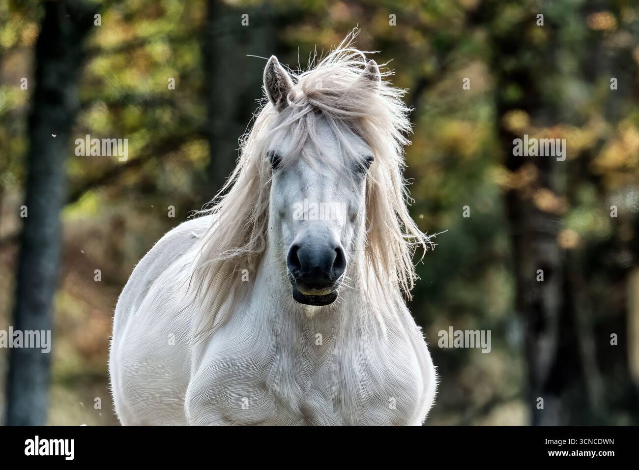 Stallone andaluso Foto Stock