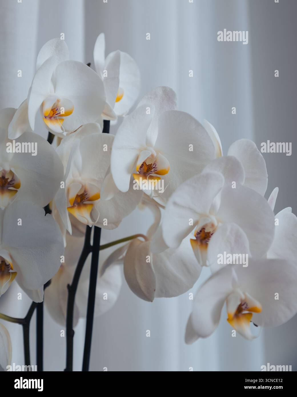 Primo piano di un'orchidea bianca di un fiore di orchidea Phalaenopsis bianco con centro giallo, fotografia di natura morta Foto Stock