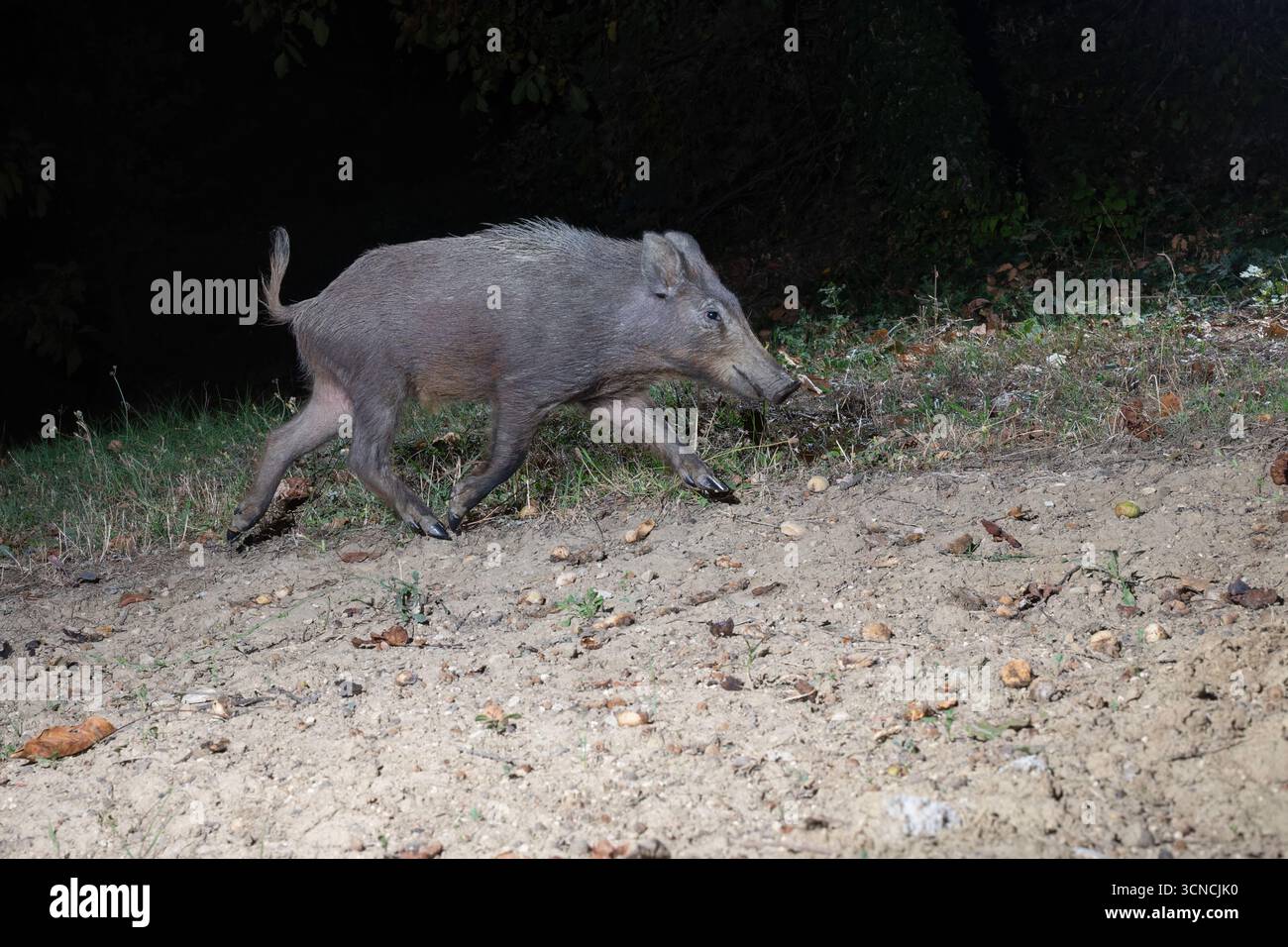 Giovani cinghiali che camminano di notte in un habitat naturale Foto Stock Giovani cinghiali che camminano di notte in un habitat naturale Foto Stock