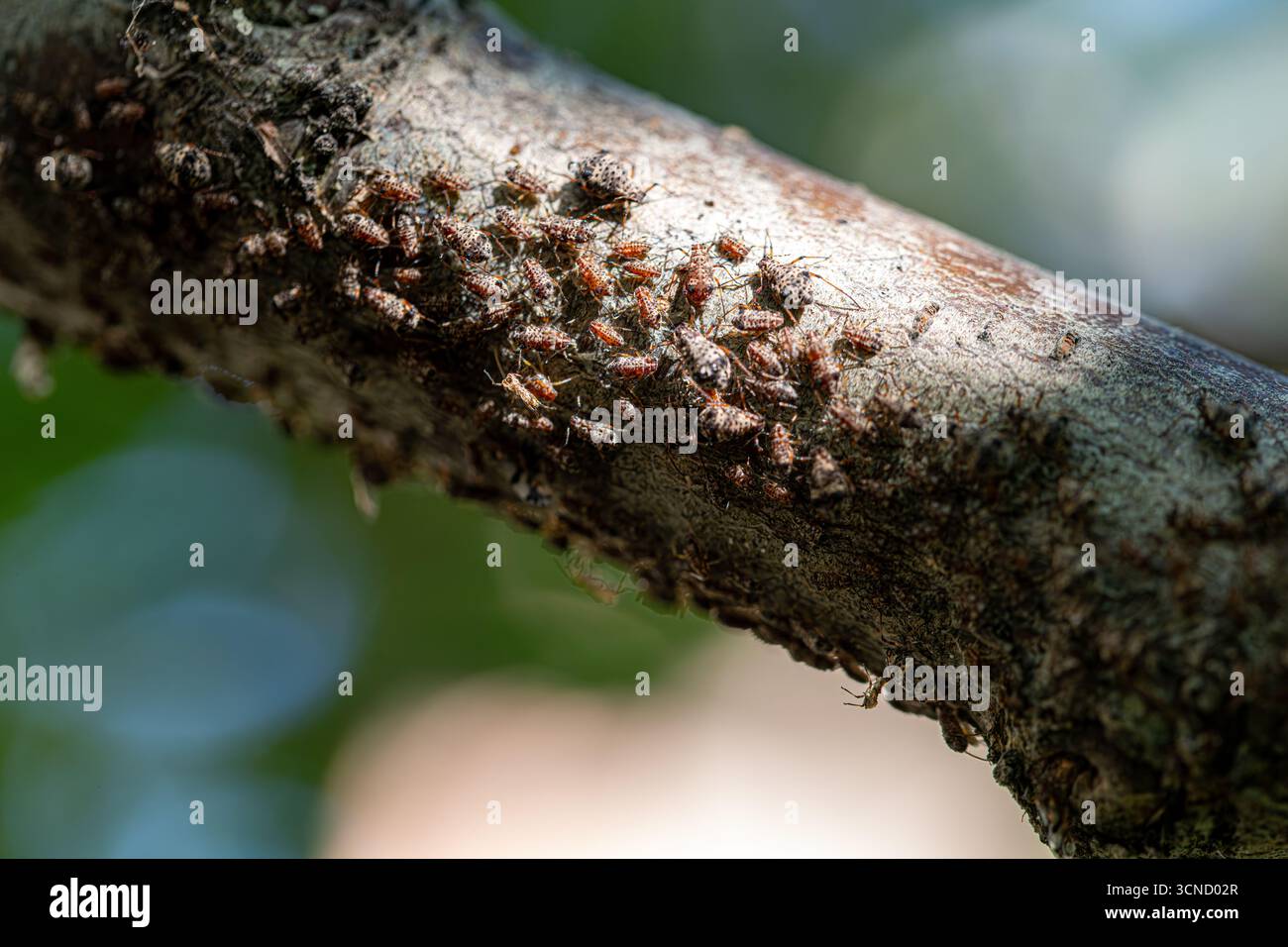 Un ramo d'albero è coperto da insetti. Gli insetti strisciano per tutta la diramazione. La diramazione è marrone e contiene molti insetti Foto Stock