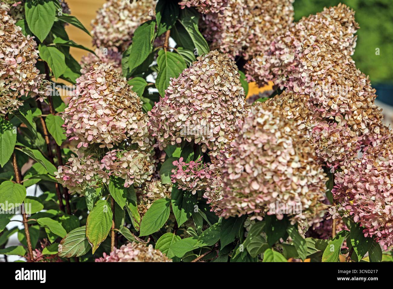 Zierpflanzen in Blüte die Rispen-Hortensie mit großen Blüten die zum Herbst Hin ihre Farbe teils in Rottöne abändert und verblüht. *** Le piante ornamentali fioriscono le ortensie del panicolo con grandi fiori che cambiano colore in rosso e sbiadiscono verso l'autunno Foto Stock