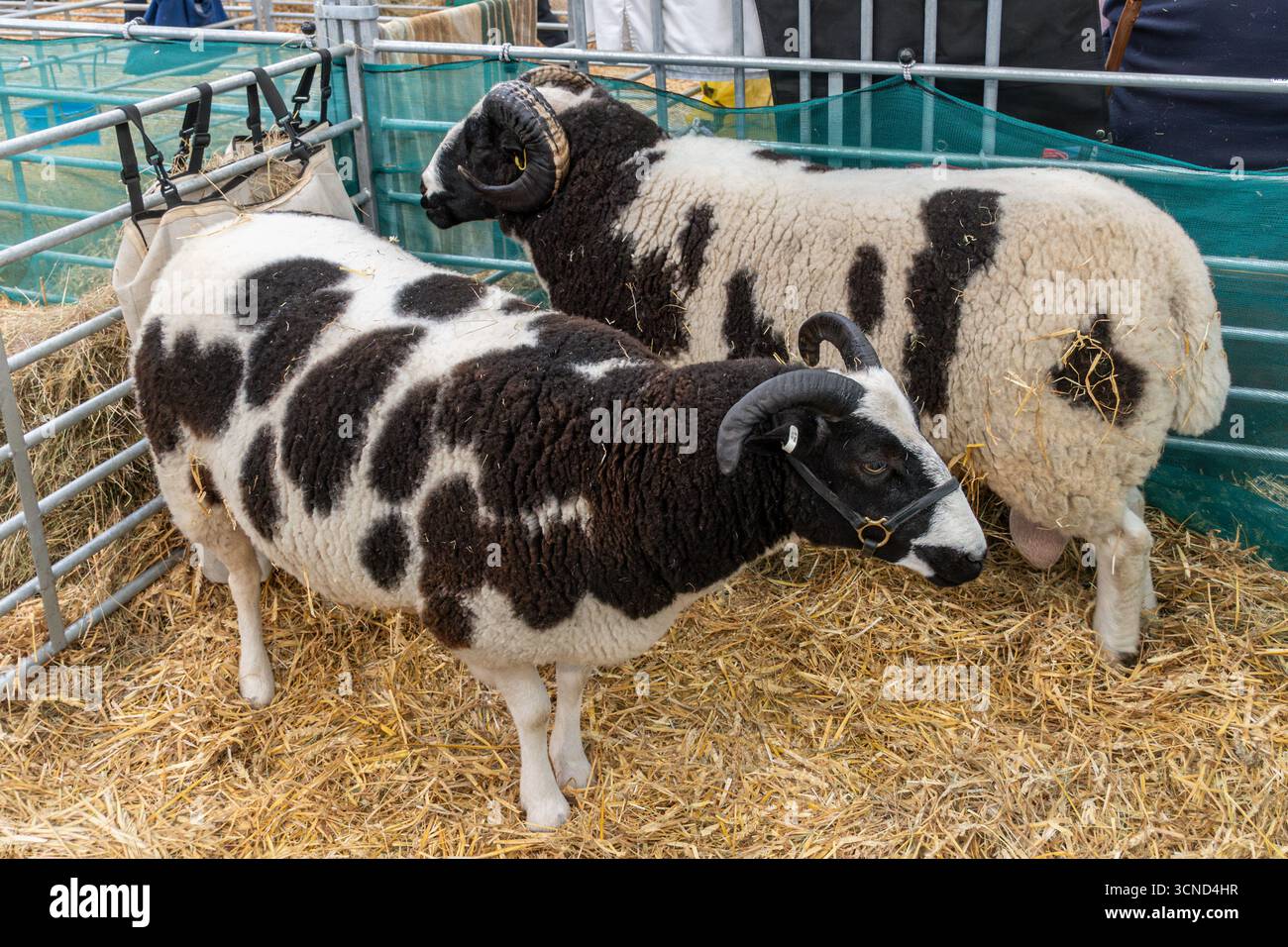 20 settembre 2025. Newbury, Berkshire, Inghilterra, Regno Unito. L'annuale Newbury Show si svolse durante il fine settimana. Questo popolare evento include gare di bestiame e agricoltura, eventi in arena, mostre e negozi e attira migliaia di visitatori. Nella foto: Jacob Sheep Foto Stock 20 settembre 2025. Newbury, Berkshire, Inghilterra, Regno Unito. L'annuale Newbury Show si svolse durante il fine settimana. Questo popolare evento include gare di bestiame e agricoltura, eventi in arena, mostre e negozi e attira migliaia di visitatori. Nella foto: Jacob Sheep Foto Stock