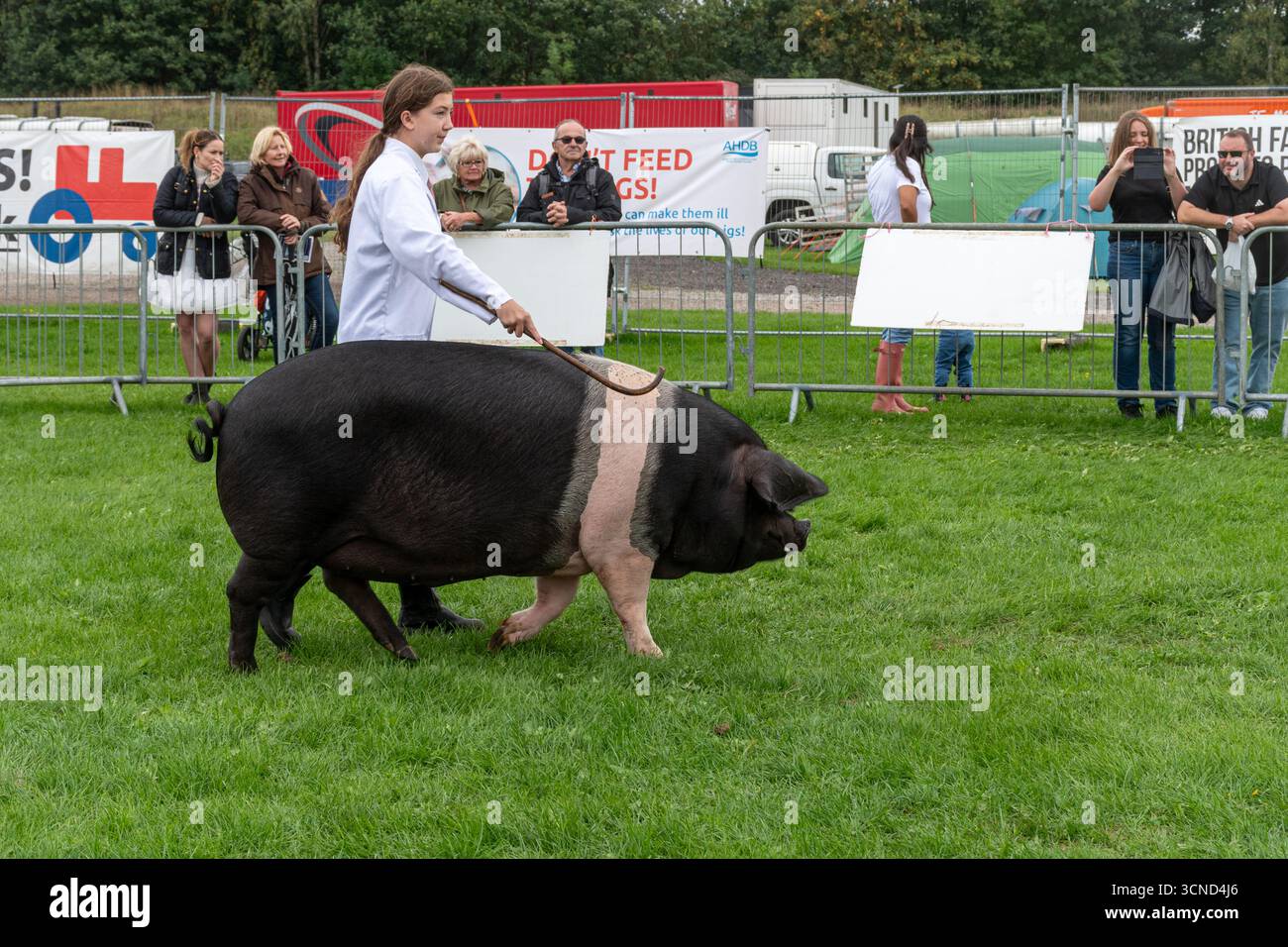 20 settembre 2025. Newbury, Berkshire, Inghilterra, Regno Unito. L'annuale Newbury Show si svolse durante il fine settimana. Questo popolare evento include gare di bestiame e agricoltura, eventi in arena, mostre e negozi e attira migliaia di visitatori. Nella foto: Un maiale sellino mostrato nel concorso per il bestiame Foto Stock 20 settembre 2025. Newbury, Berkshire, Inghilterra, Regno Unito. L'annuale Newbury Show si svolse durante il fine settimana. Questo popolare evento include gare di bestiame e agricoltura, eventi in arena, mostre e negozi e attira migliaia di visitatori. Nella foto: Un maiale sellino mostrato nel concorso per il bestiame Foto Stock