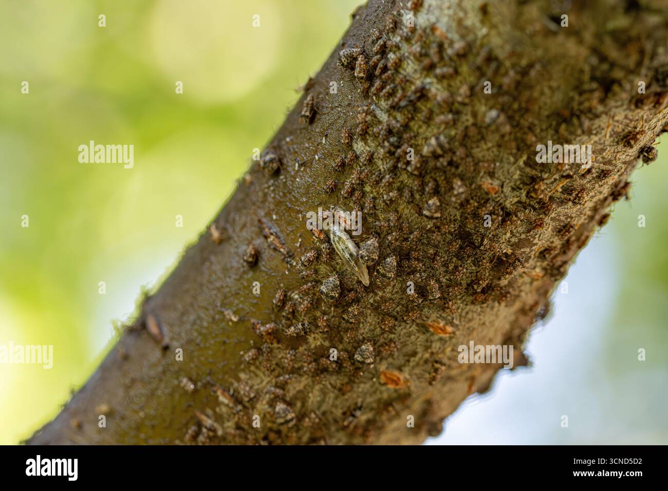 Un ramo d'albero è coperto da insetti. Gli insetti strisciano per tutta la diramazione. La diramazione è marrone e contiene molti insetti Foto Stock