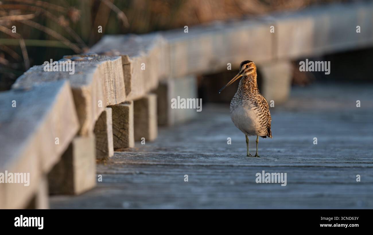 Un solitario cecchino comune sorge su una passerella di legno intemprata immersa nella calda luce del tramonto. Foto Stock