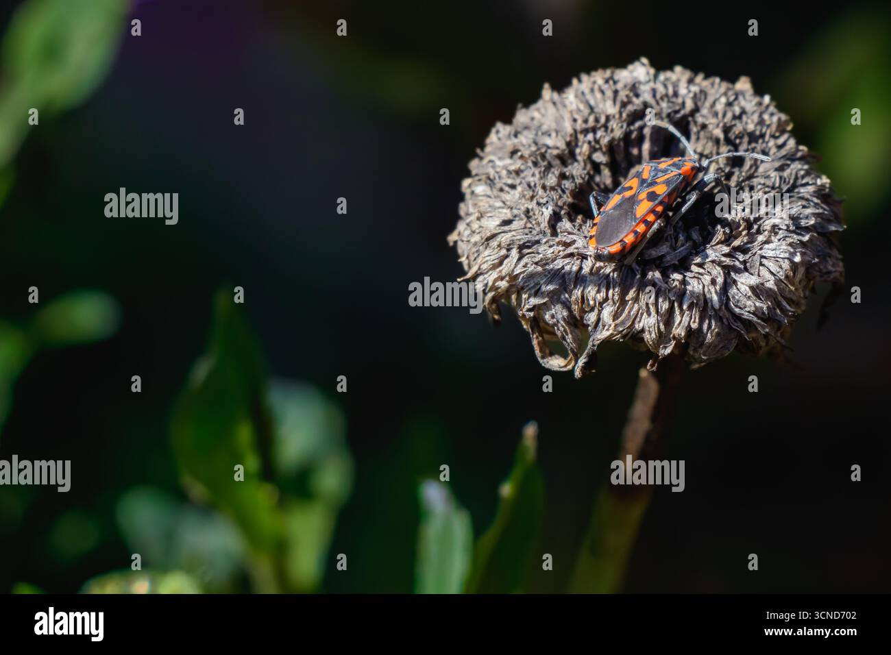 Primo piano di un insetto (Pyrrhocoris apterus) con segni rossi e neri seduti su una testa di fiori secchi, che mostrano i dettagli degli insetti e il contorno naturale Foto Stock