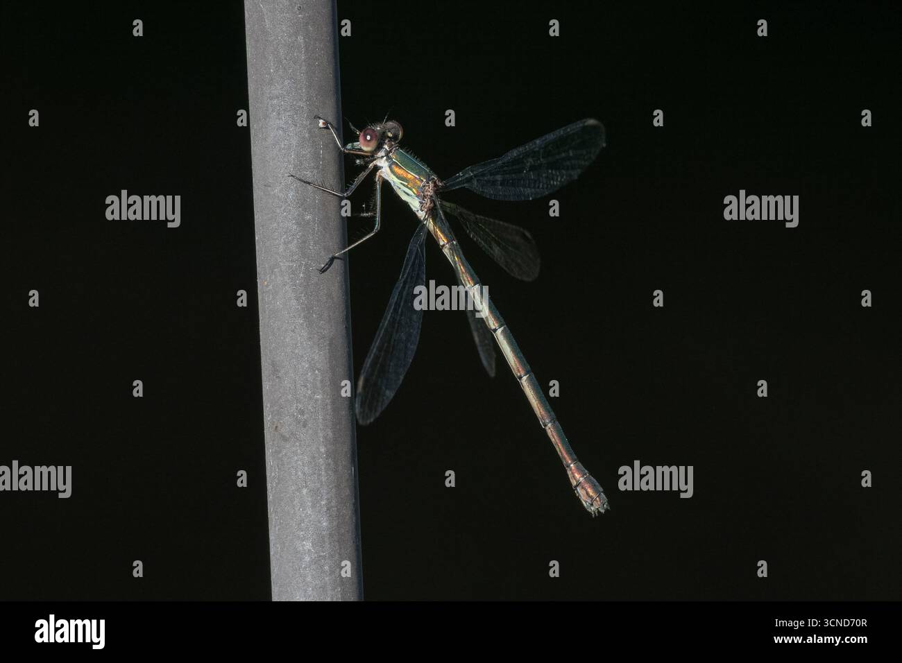 WESTERN Willow Spreadwing, Chalcolestes viridian, Colby, Norfolk, Regno Unito, 19 settembre 2025 Foto Stock