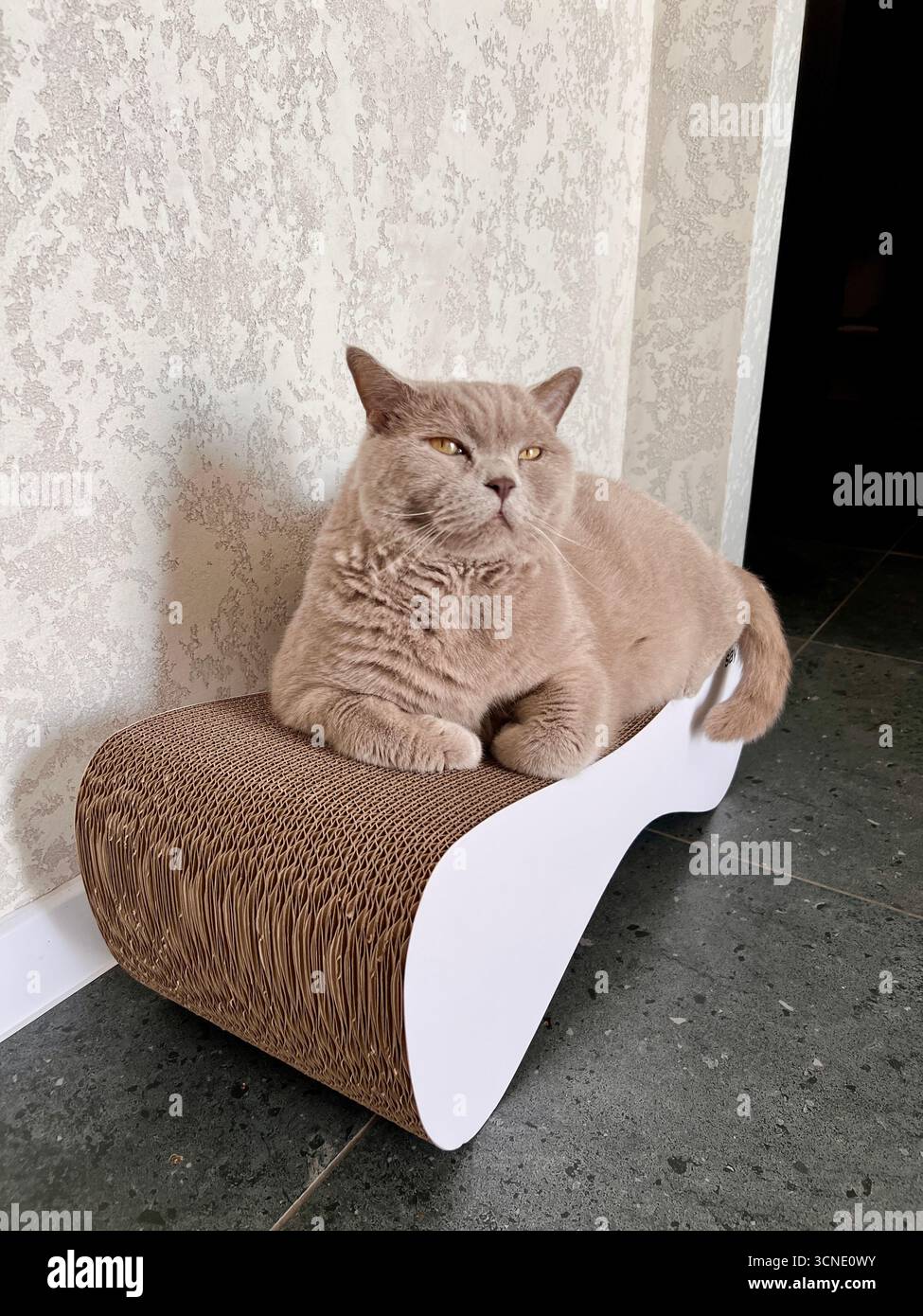 Sul divano giace pigramente un gatto inglese, grasso e grigio. Foto Stock
