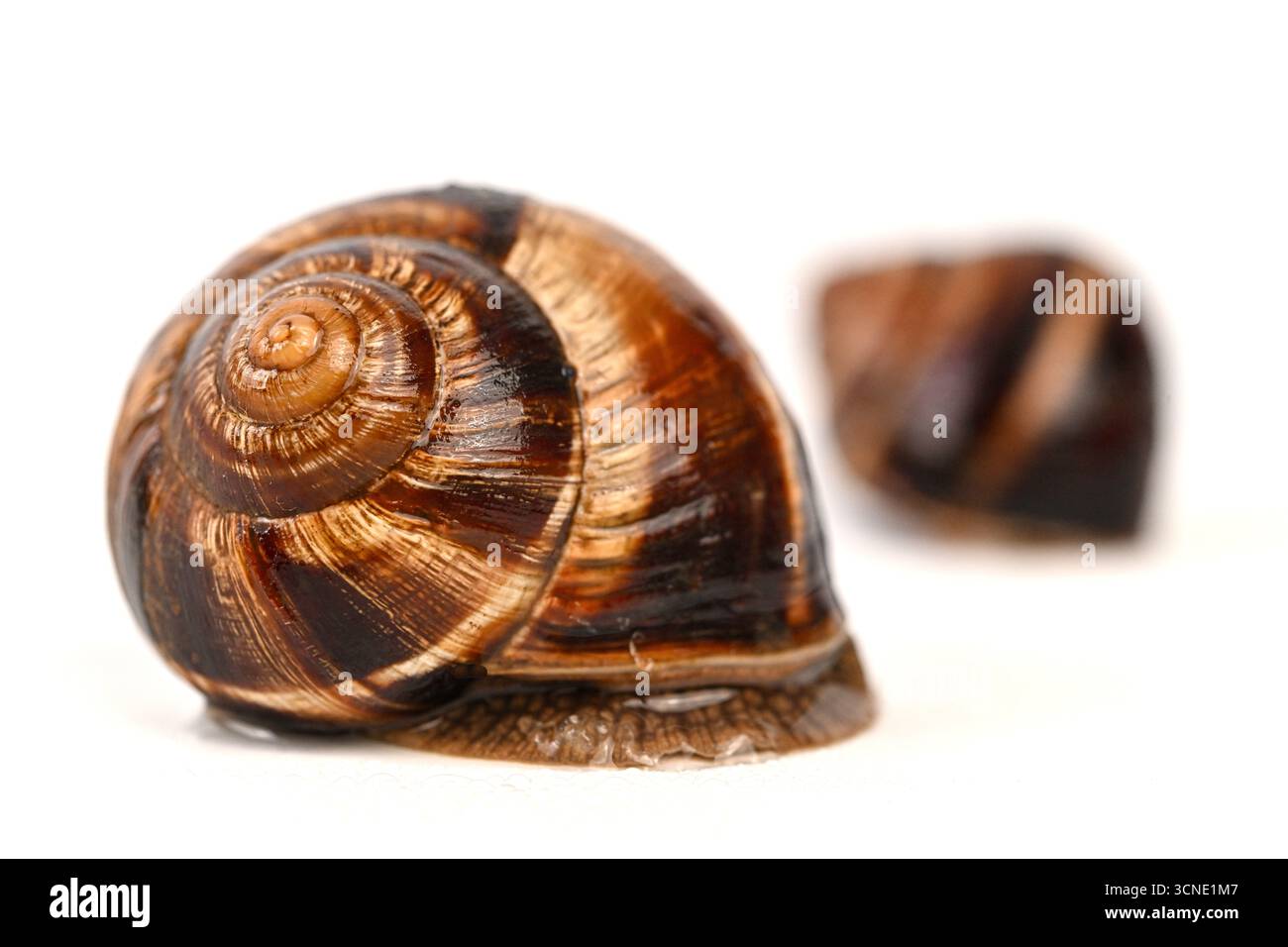 Un piccolo guscio marrone e abbronzante si trova su uno sfondo bianco. Il guscio è leggermente curvo e ha un colore marrone e marrone Foto Stock