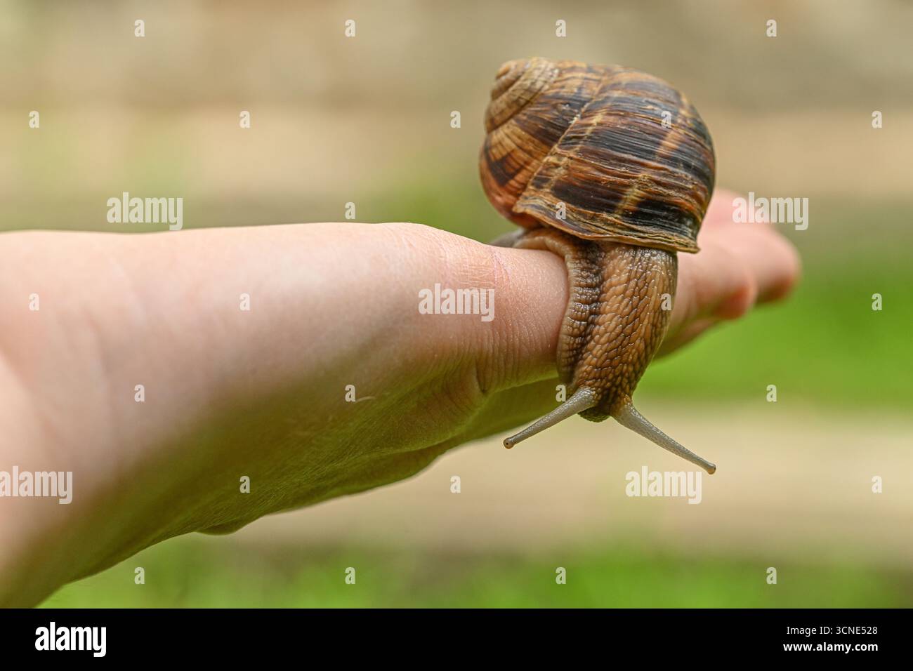 Una mano che regge una grande lumaca. La lumaca è marrone e nera Foto Stock