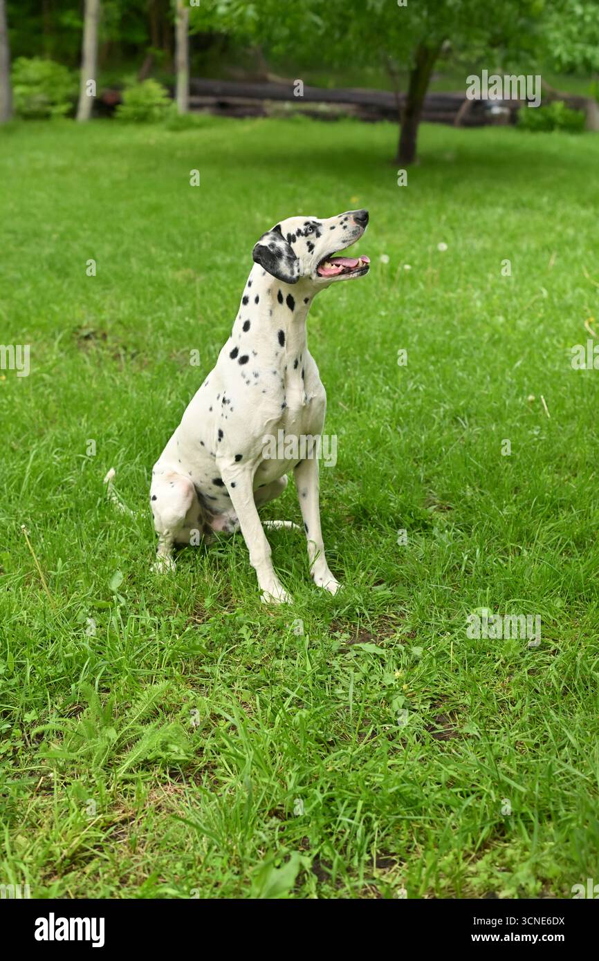 Un cane dalmata è seduto in un campo erboso. Il cane sta guardando a destra Foto Stock