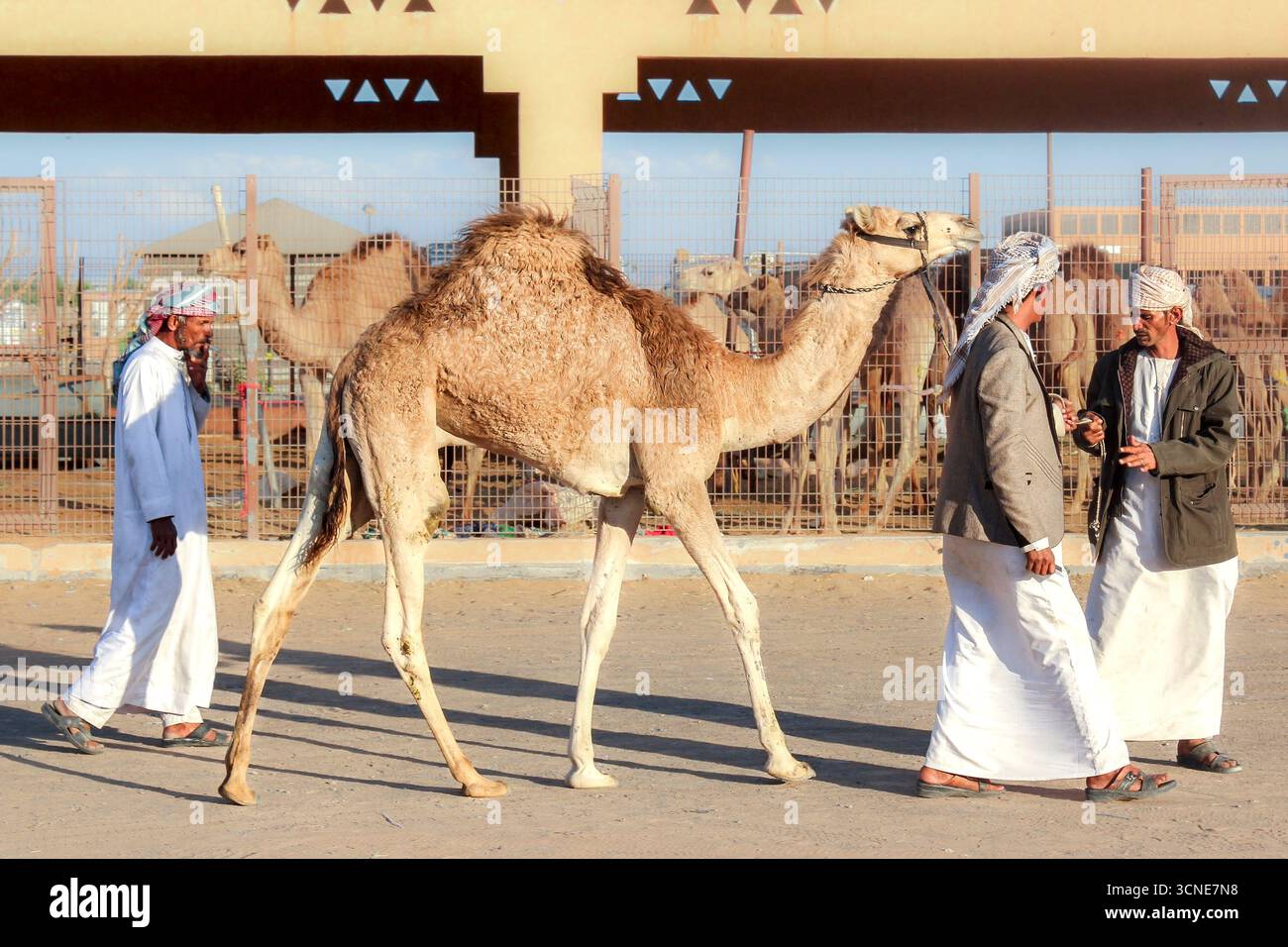 Emirati Arabi Uniti - al Ain - mercato dei cammelli - commercianti che conducono un giovane dromedario oltre le penne alla luce del tardo pomeriggio Foto Stock
