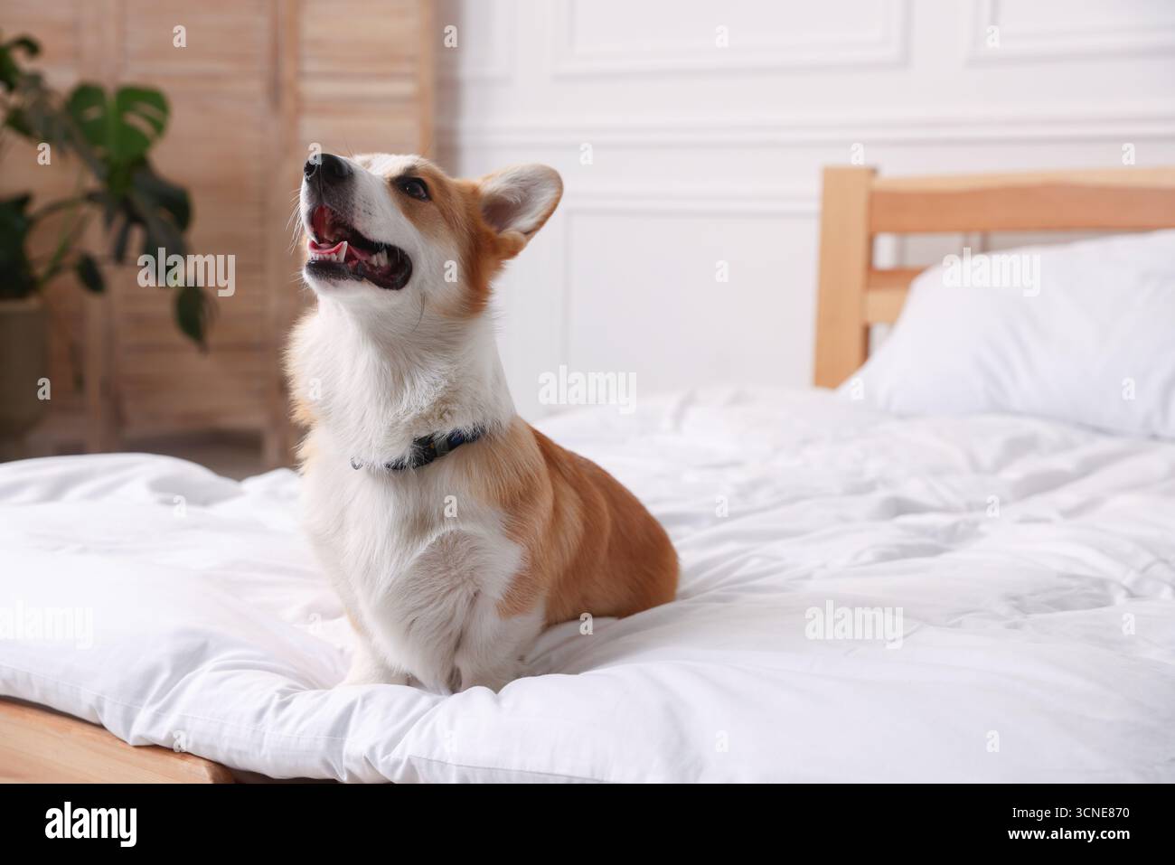 Hotel in cui sono ammessi gli animali domestici. Bel cane seduto sul letto all'interno Foto Stock