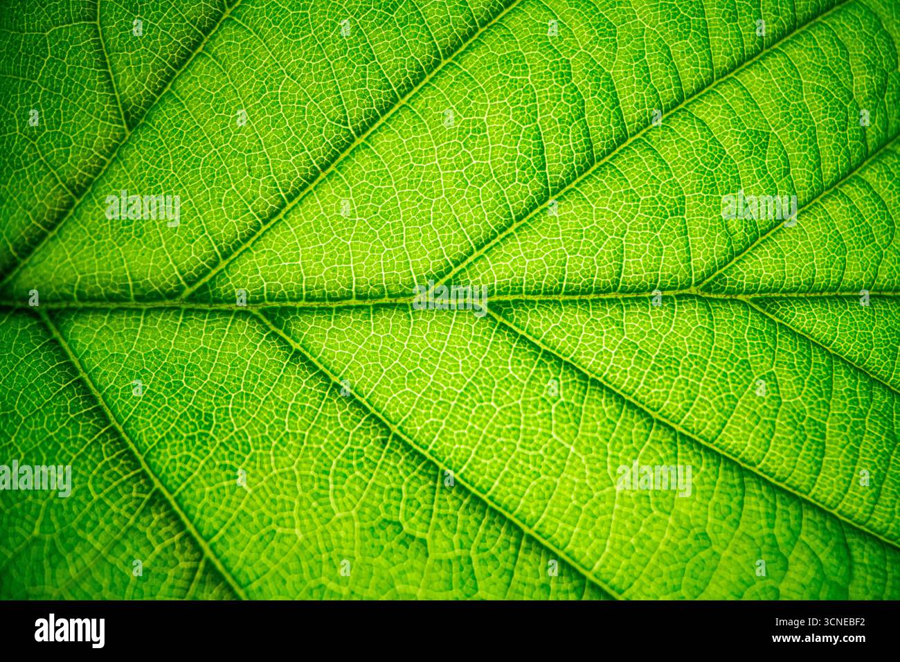 Primo piano di una foglia dalla consistenza molto sottile e delicata. La foglia è una vibrante tonalità di verde, quasi come se fosse luminosa. Le intricate vene di TH Foto Stock