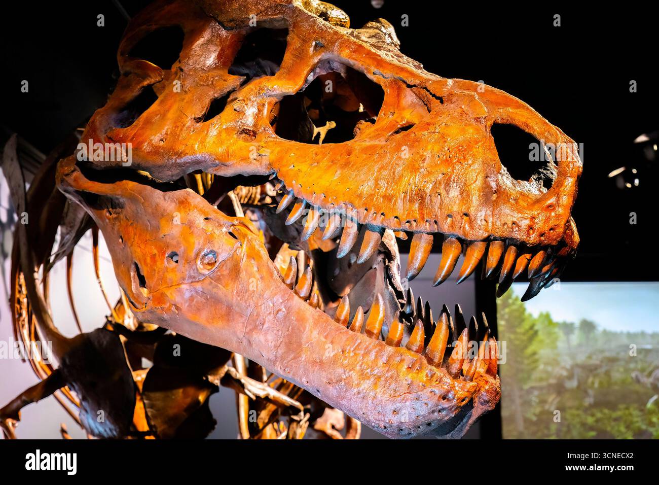 Bozeman, MT, Stati Uniti d'America - 1 agosto 2025: Un grande e impressionante scheletro T-Rex è esposto al Museum of the Rockies di Bozeman, Montana Foto Stock