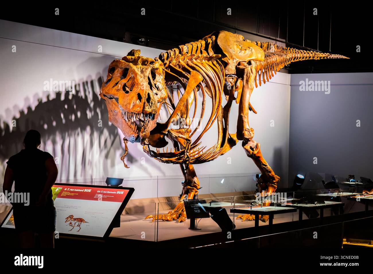 Bozeman, MT, Stati Uniti d'America - 1 agosto 2025: Un grande e impressionante scheletro T-Rex è esposto al Museum of the Rockies di Bozeman, Montana Foto Stock