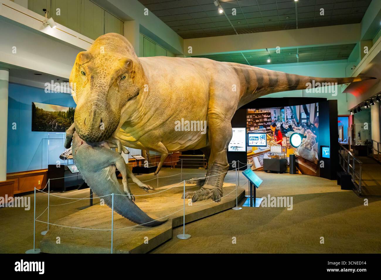Bozeman, MT, Stati Uniti d'America - 1 agosto 2025: Un grande e impressionante scheletro T-Rex è esposto al Museum of the Rockies di Bozeman, Montana Foto Stock