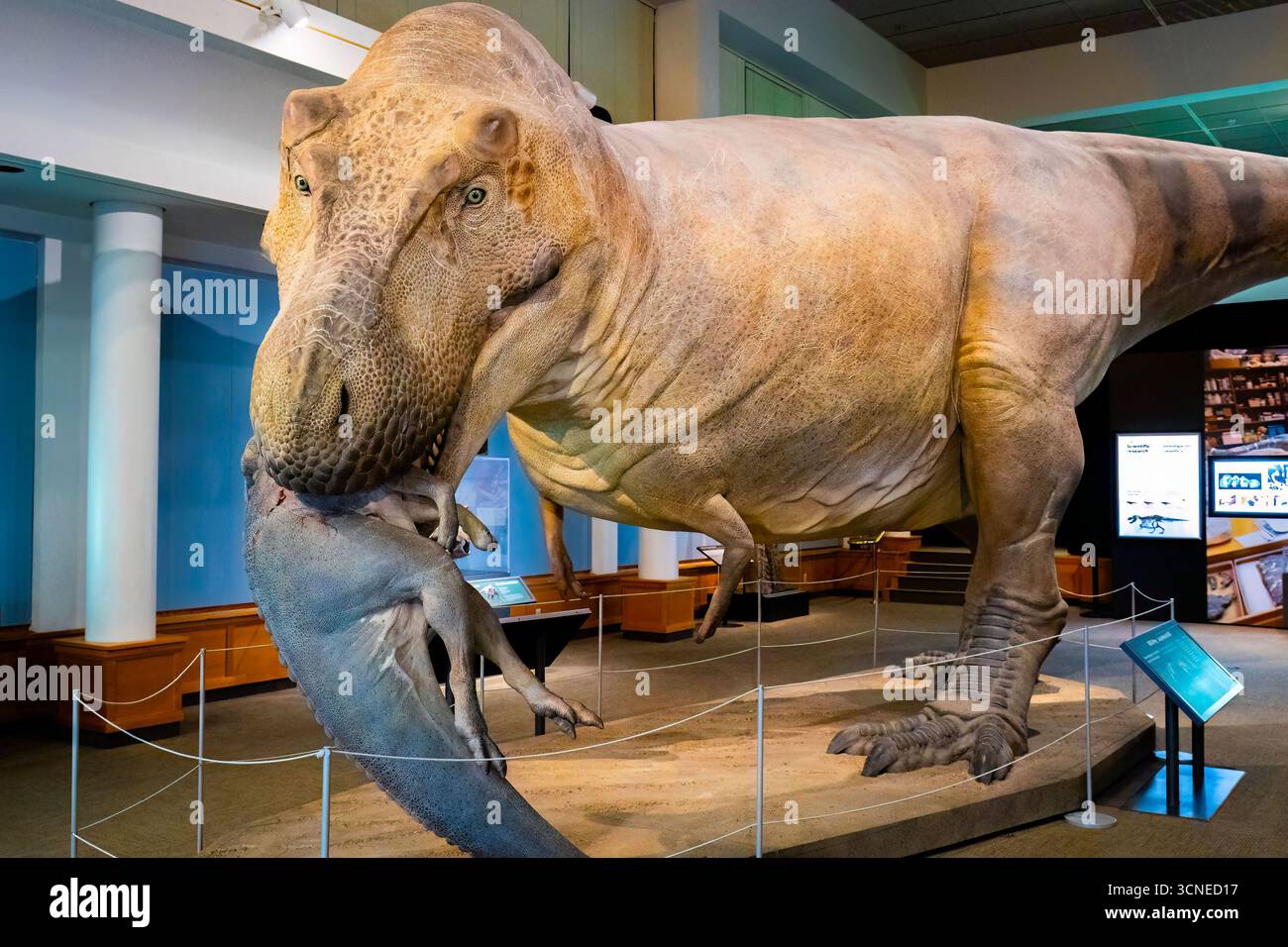 Bozeman, MT, Stati Uniti d'America - 1 agosto 2025: Un grande e impressionante scheletro T-Rex è esposto al Museum of the Rockies di Bozeman, Montana Foto Stock