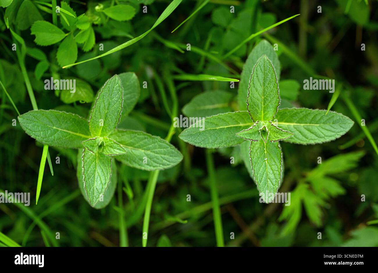 Due piante verdi con quattro foglie ciascuna. Le piante sono in una zona erbosa. L'erba è verde e le piante crescono nell'erba Foto Stock