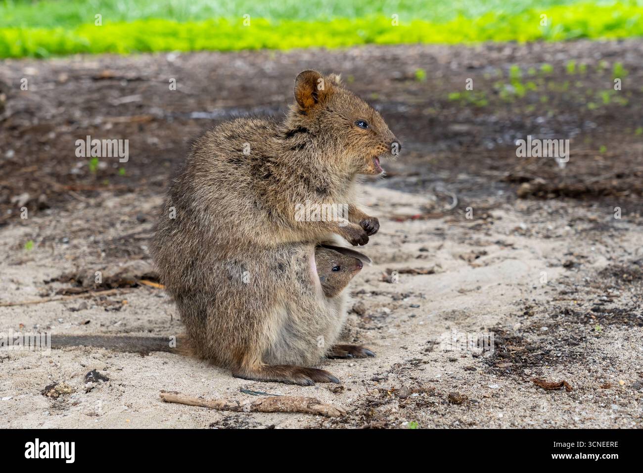 Una madre quokka sorridente per terra e il suo bambino quokka sbircia fuori dalla borsa della madre. August, Rottnest Island, Australia. Foto Stock