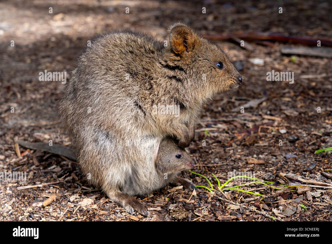 Una madre quokka per terra e il suo bambino quokka sbircia fuori dalla borsa della madre. August, Rottnest Island, Australia. Foto Stock