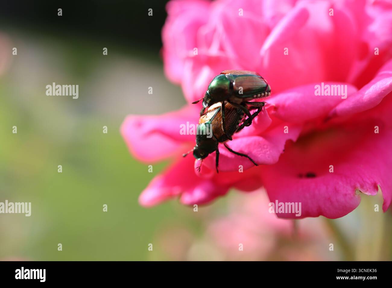 Coleotteri giapponesi che si accoppiano su una rosa Foto Stock