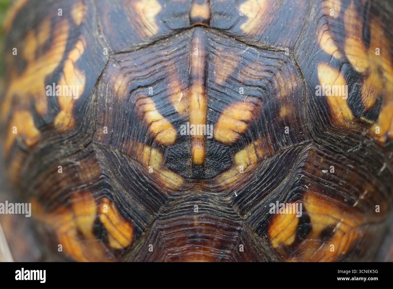 Primo piano macro di un guscio di tartaruga Foto Stock