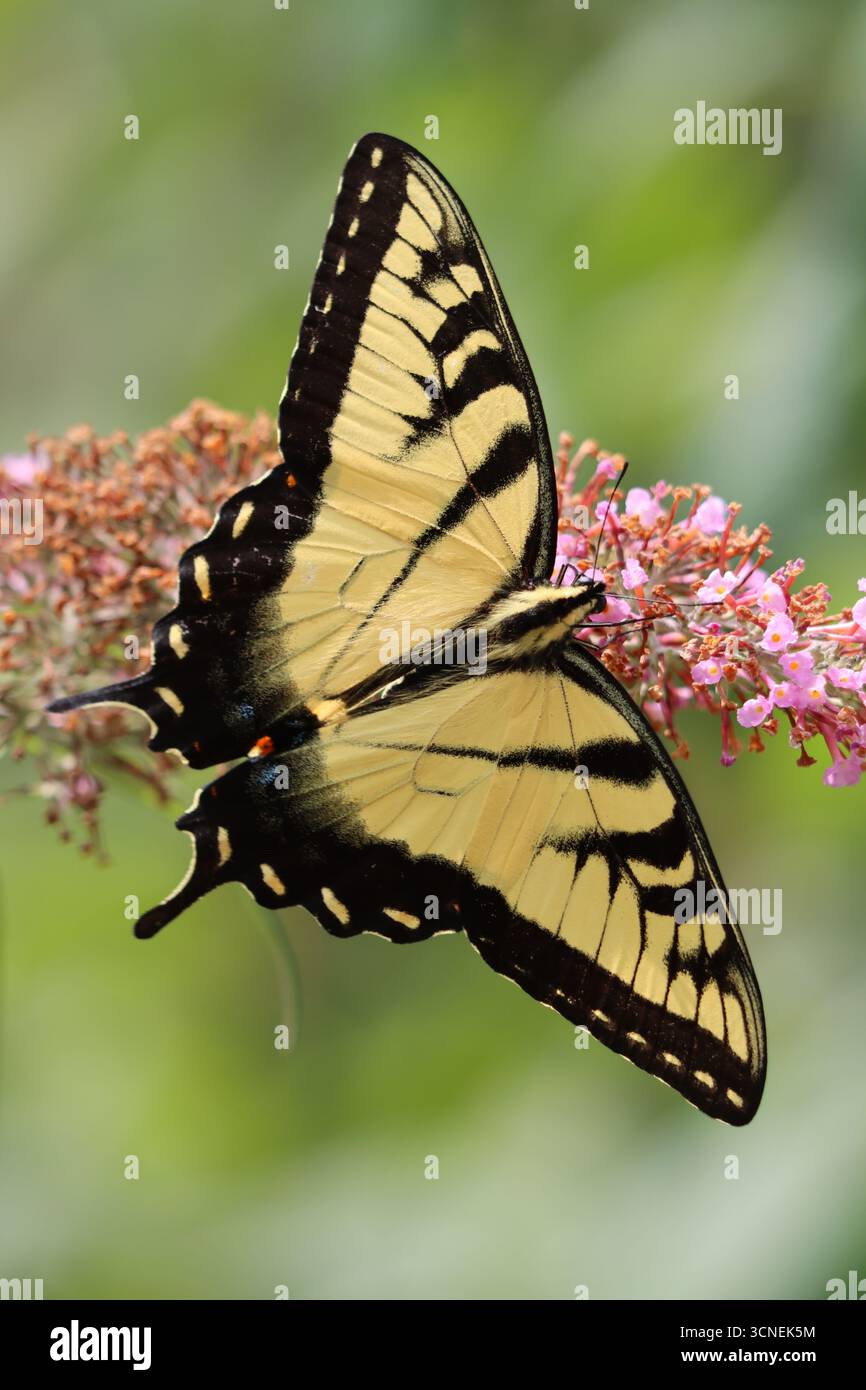 Foto verticale di una tigre orientale in un cespuglio di farfalle Foto Stock