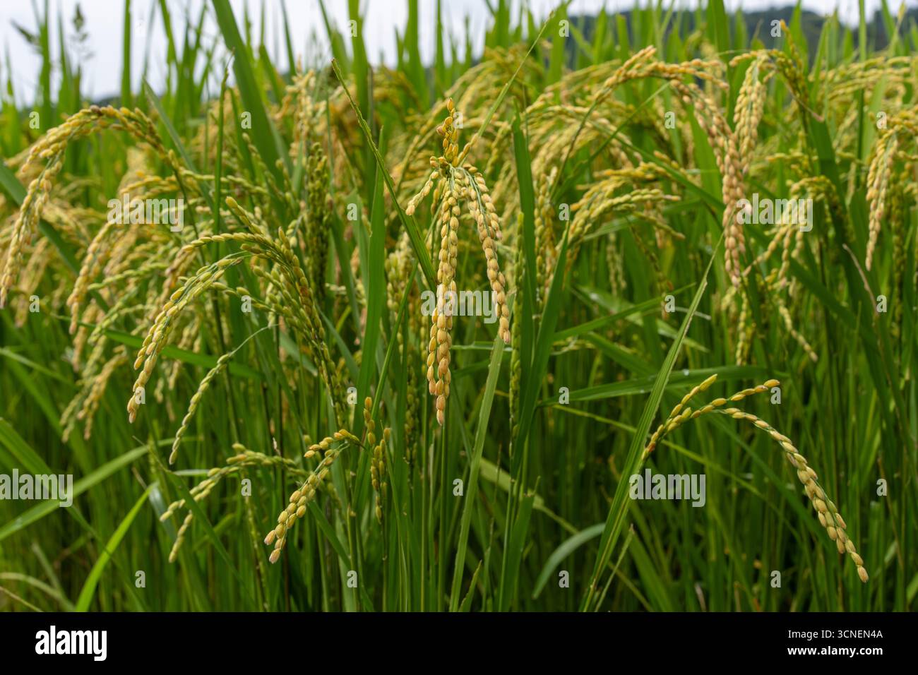 Orecchie di riso a Oita, Giappone, fotografate nel settembre 2025, catturando la tradizionale stagione autunnale del raccolto in campagna. Foto Stock