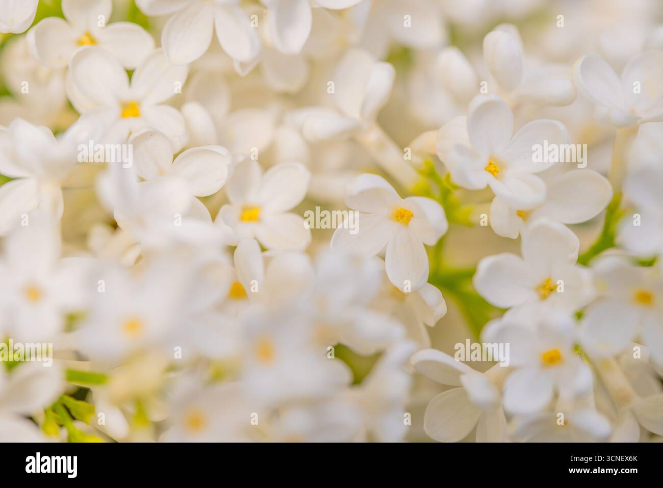 Un primo piano di un mazzo di fiori bianchi con centri gialli. I fiori sono disposti in modo che siano tutti rivolti nella stessa direzione, creando un Foto Stock