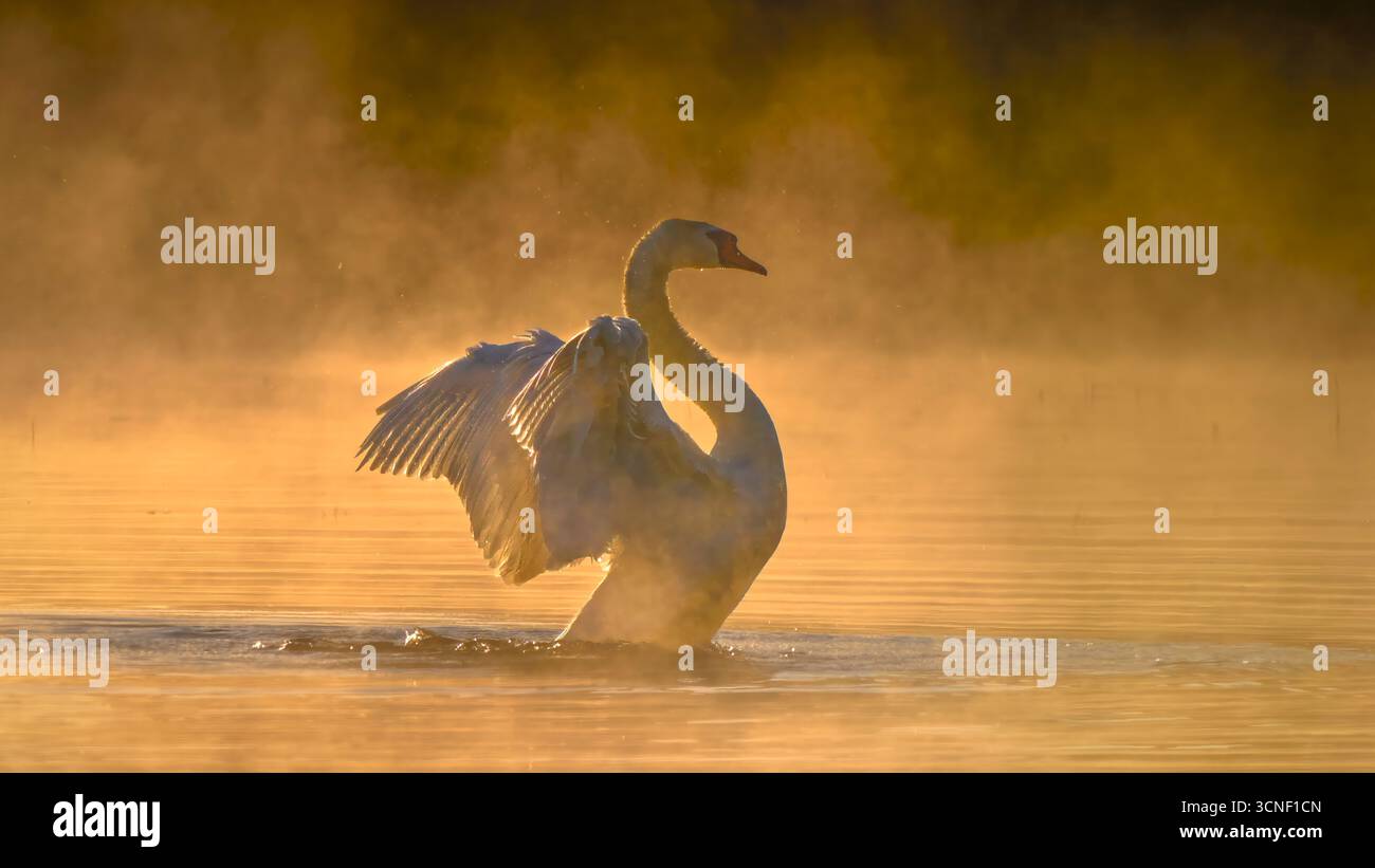 Cigno con ali aperte nella nebbia mattutina Foto Stock