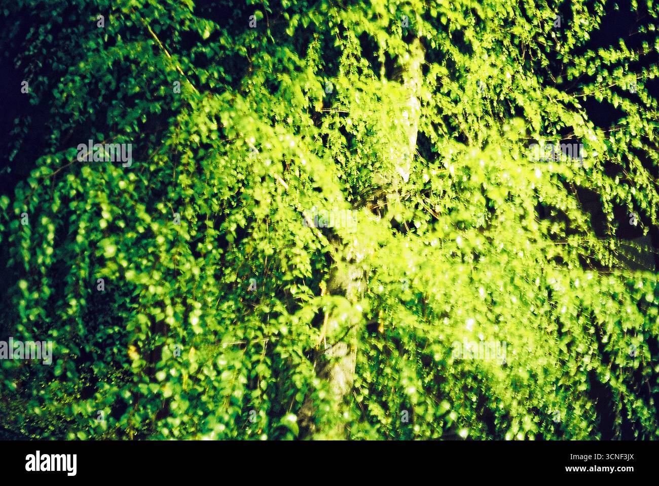 Alberi urbani circondati da edifici. Le cime verdi degli alberi sorgono tra l'architettura della città, mescolando natura e vita urbana. Foto Stock