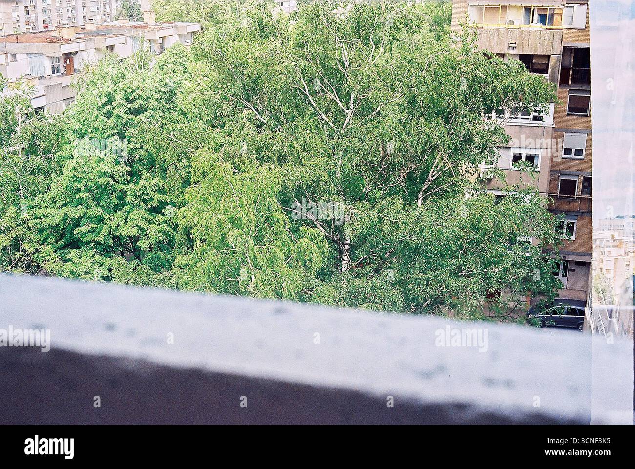 Alberi urbani circondati da edifici. Le cime verdi degli alberi sorgono tra l'architettura della città, mescolando natura e vita urbana. Foto Stock