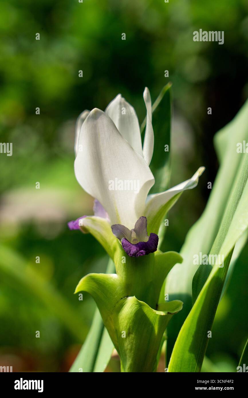 Tulipani del Siam in fiore, Curcuma alismatifolia, con vivaci bratti rosa, fiori ornamentali tropicali dalla Thailandia, eleganti specie della famiglia dello zenzero in estate. Foto Stock