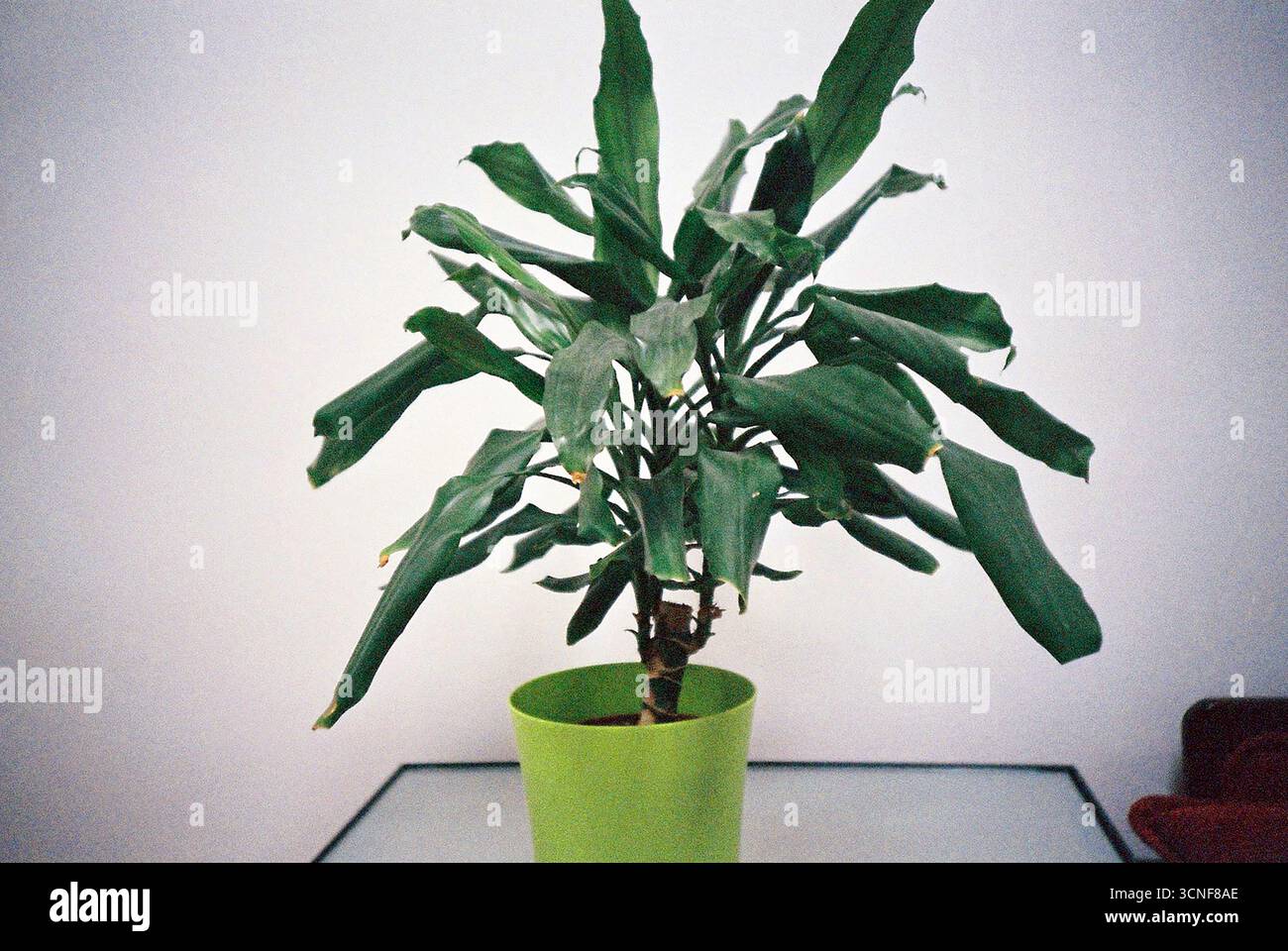 Archivio analogico documentario Photo Dairy Foto Stock