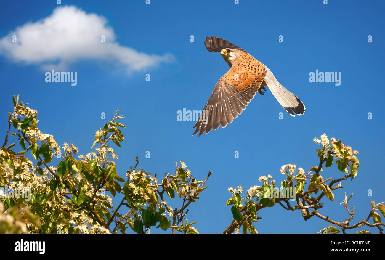 Gheppio comune (Falco tinnunculus) uccello preda in volo sopra rami contro il cielo blu Foto Stock