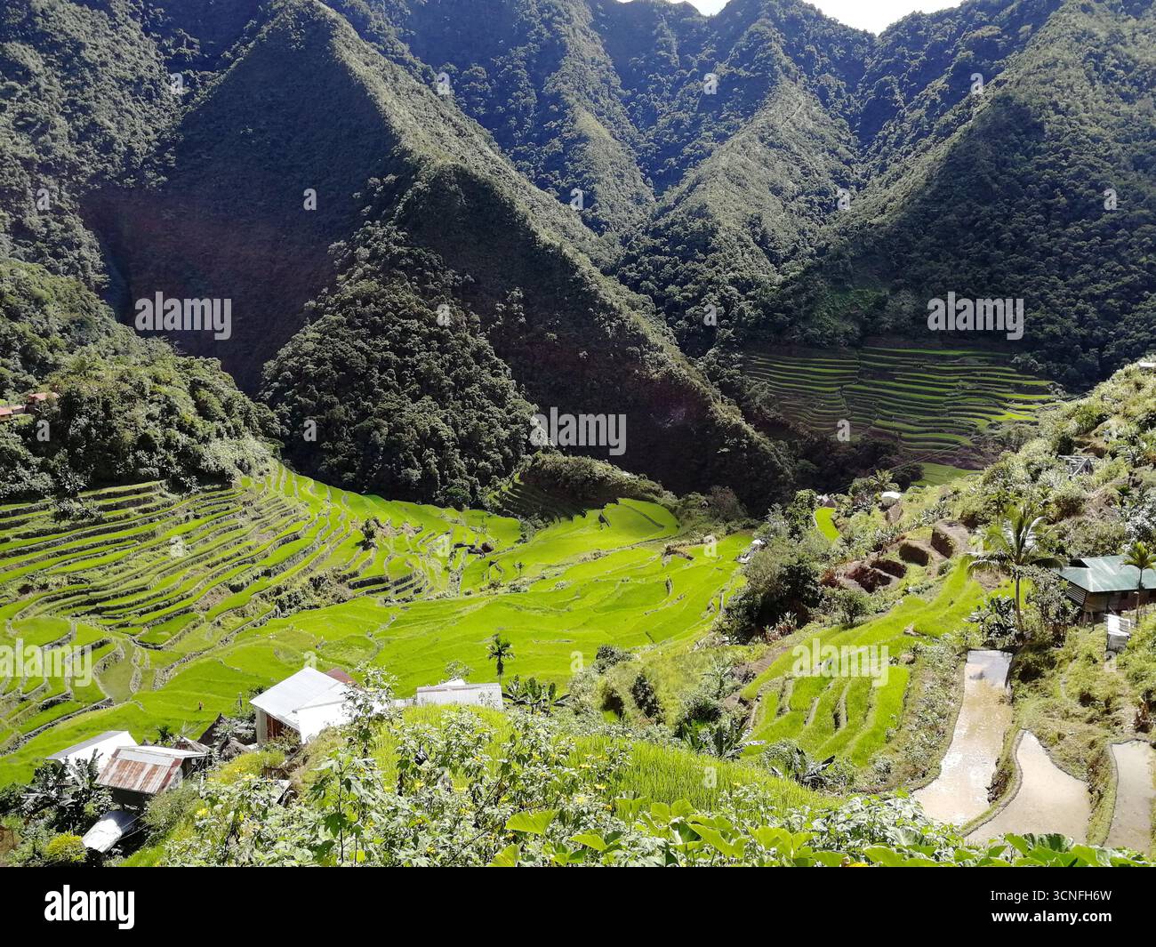 Terrazze di riso delle Cordigliere Filippine, campi di riso nella regione di Banaue, Filippine, Asia, produzione di riso agricoltura tradizionale, Patrimonio dell'Umanità si Foto Stock