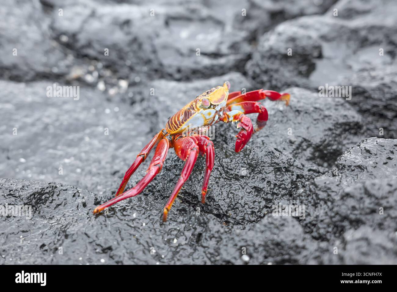 Foto ravvicinata di un granchio Sally Lightfoot su una roccia vulcanica, punto focale selettivo, Isole Galapagos, Ecuador. Foto Stock