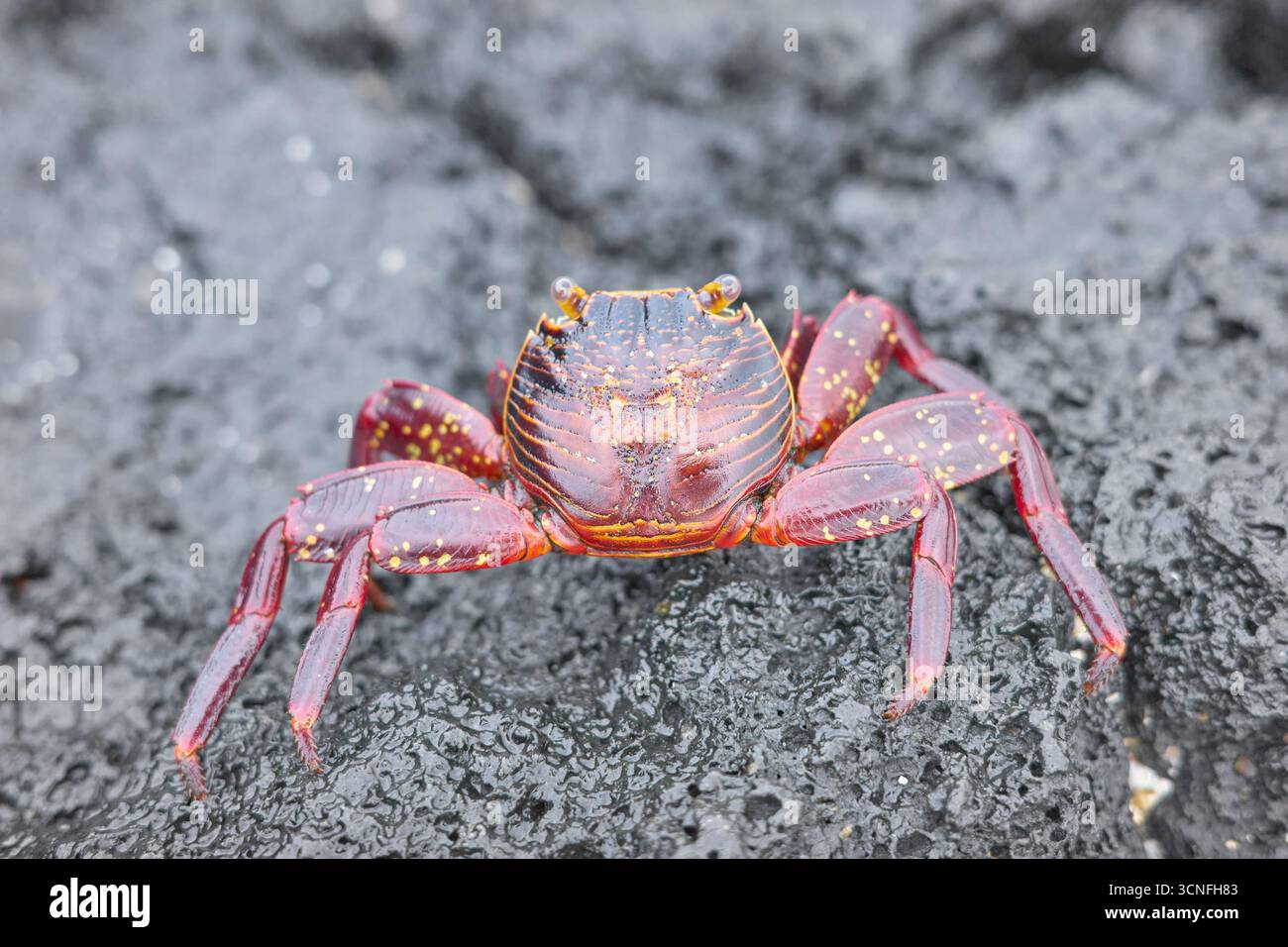 Foto ravvicinata di un granchio Sally Lightfoot su una roccia vulcanica, punto focale selettivo, Isole Galapagos, Ecuador. Foto Stock