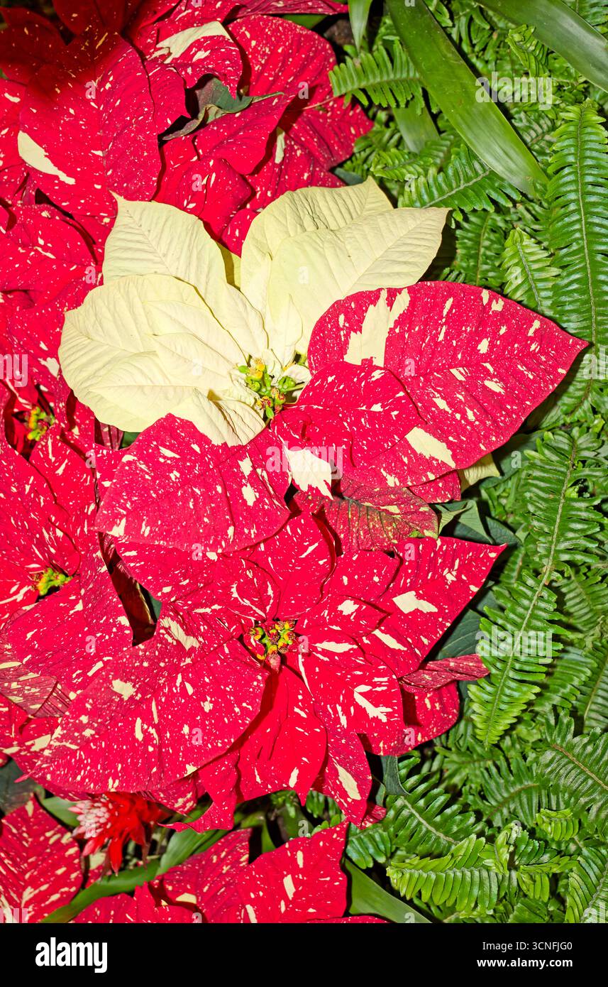 Poinsettias, fiori coltivati, macchie rosse, panna, felce, primo piano, Natale, vacanze, feste, natura, Pennsylvania, inverno Foto Stock