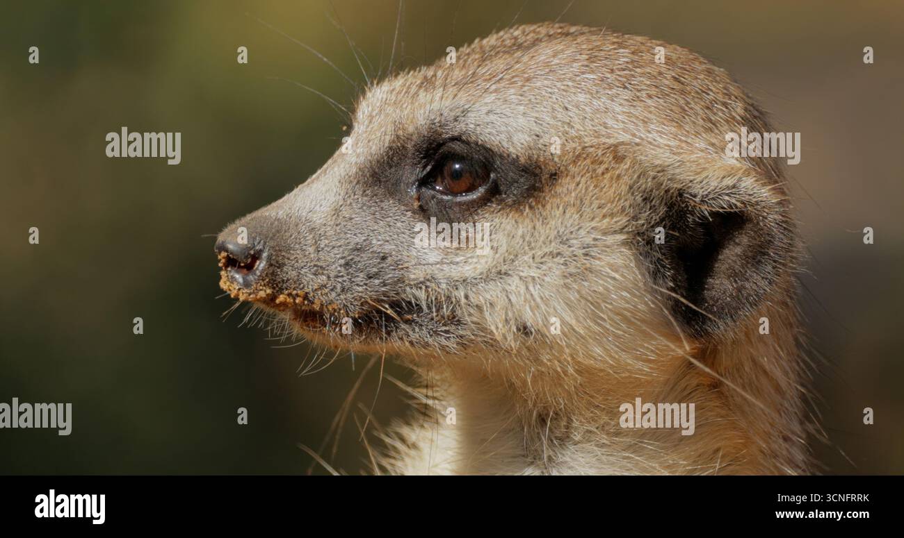 Meerkat (Suricata suricatta) o suricate è una piccola mangusta che si trova nell'Africa meridionale. I meerkat sono altamente sociali e formano pacchetti da due a 30 individi Foto Stock